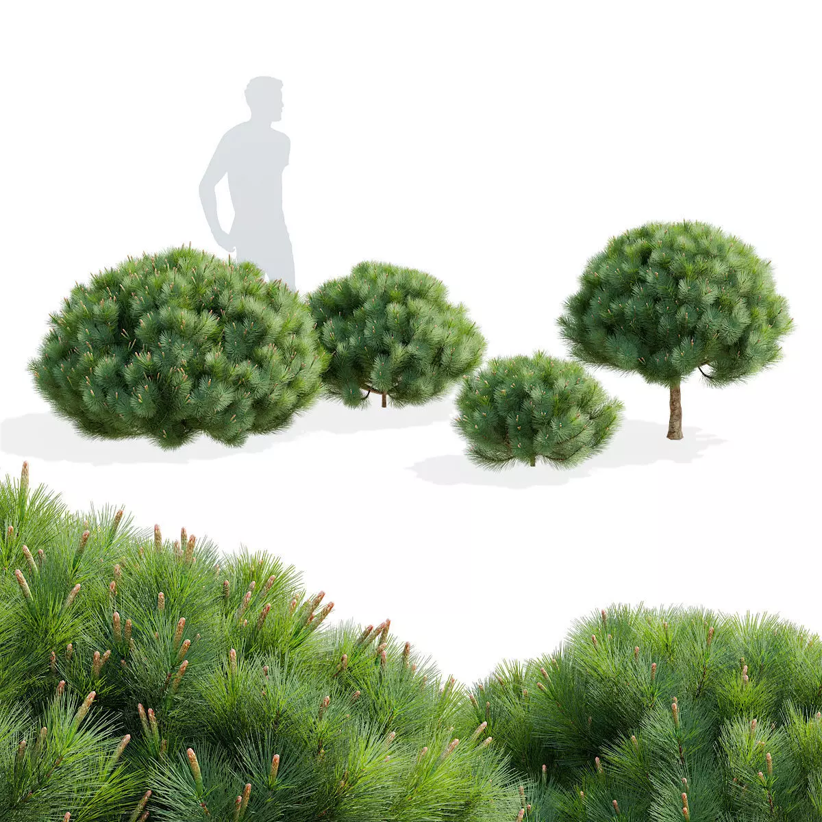 Pinus mugo 2 3D model_0