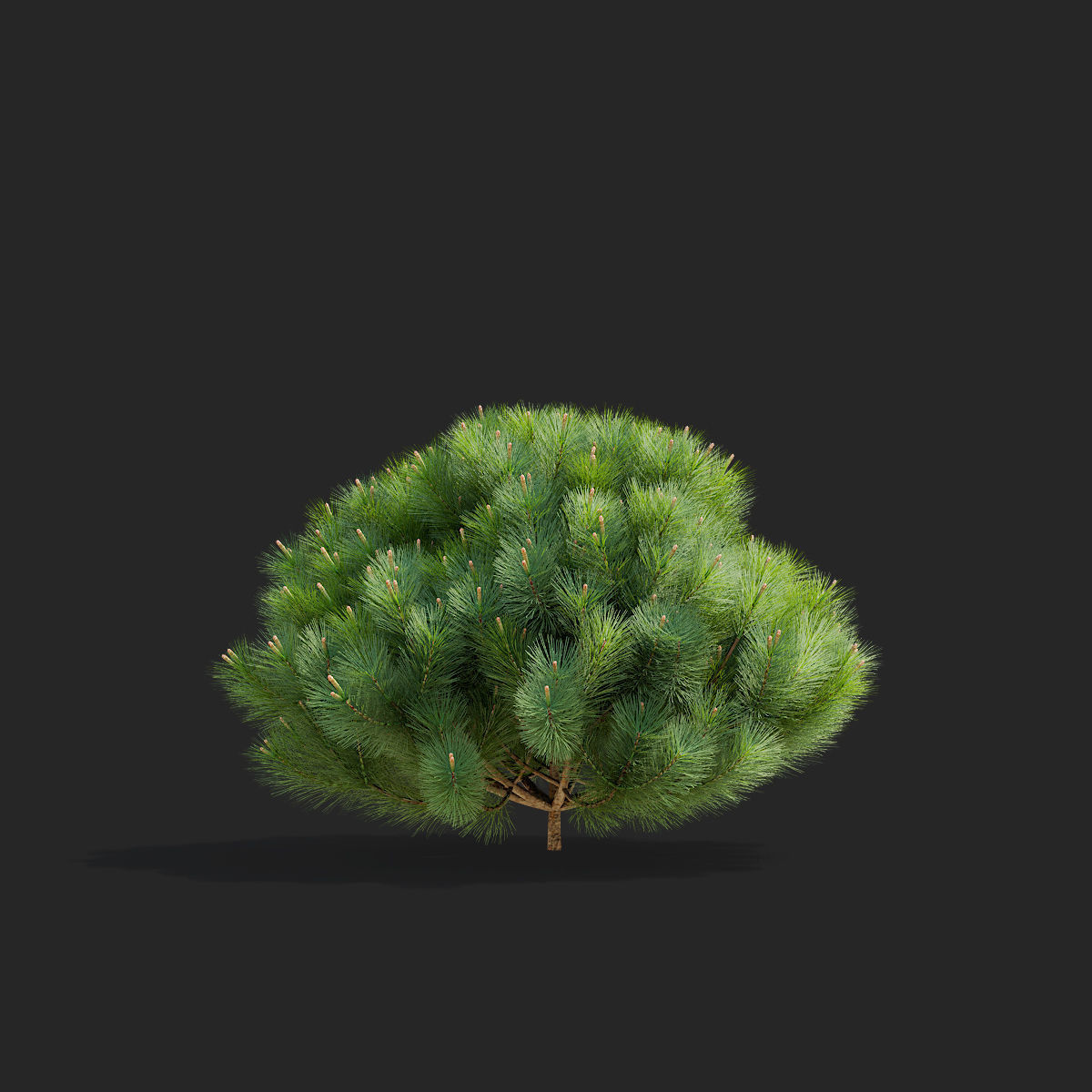 Pinus mugo 2 3D model_6