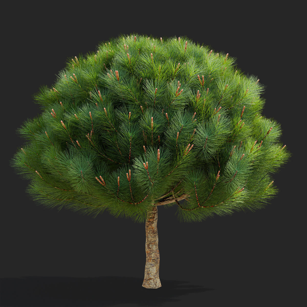 Pinus mugo 2 3D model_2
