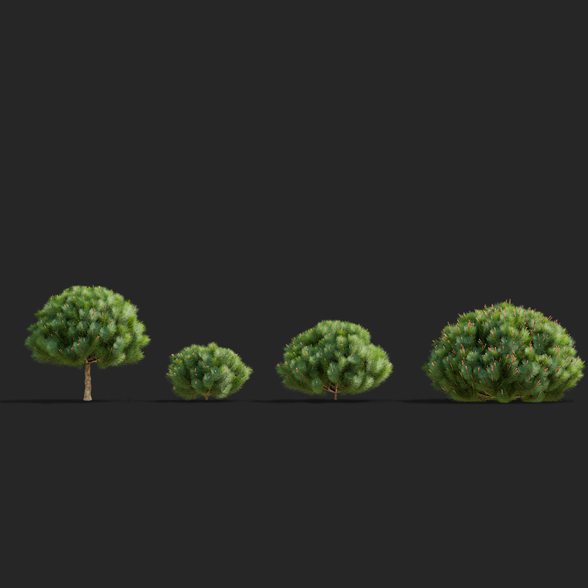 Pinus mugo 2 3D model_3