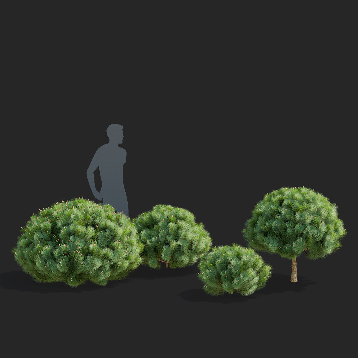 Pinus mugo 2 3D model_4