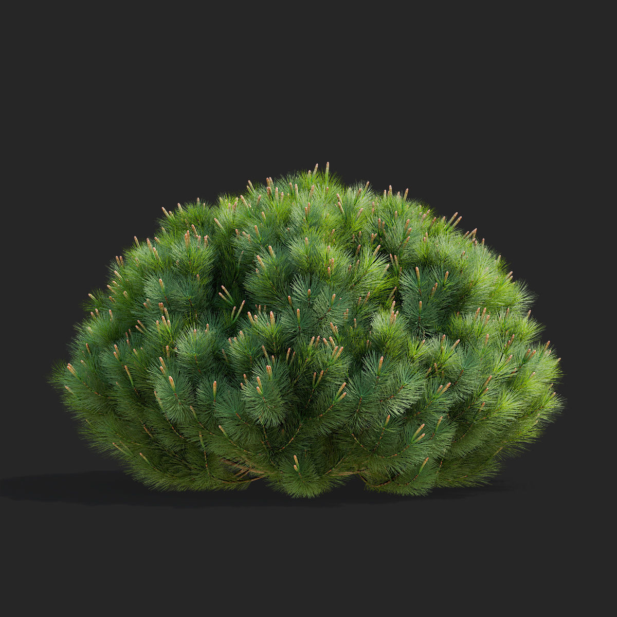 Pinus mugo 2 3D model_5