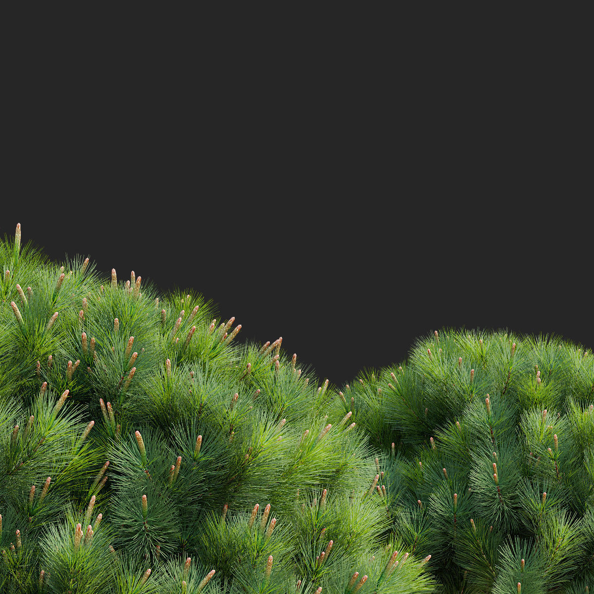 Pinus mugo 2 3D model_9