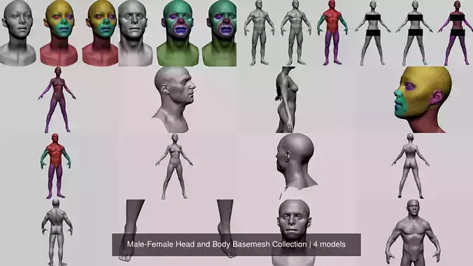 Male-Female Head and Body Basemesh Collection 