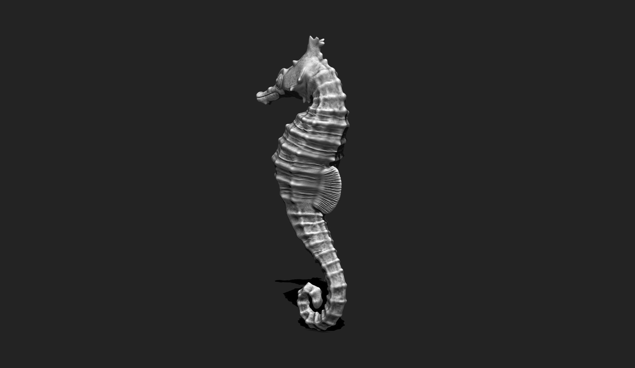 Seahorse - 3D Print - Aquarium 3D print model_5