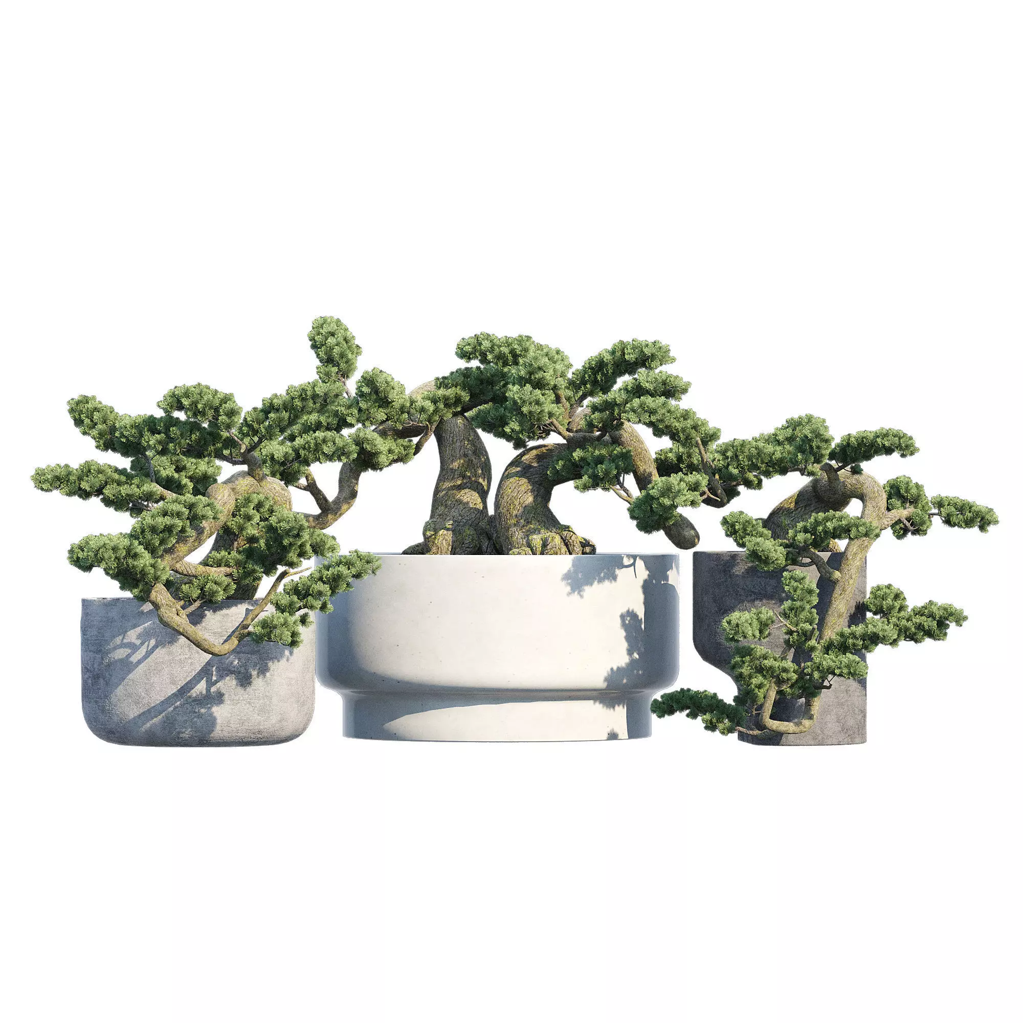 Bonsai three plants in pots 3D model