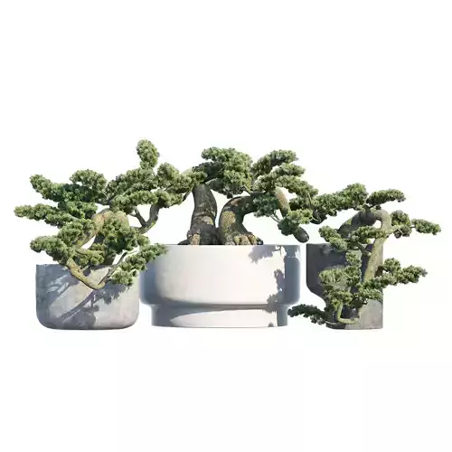 Bonsai three plants in pots