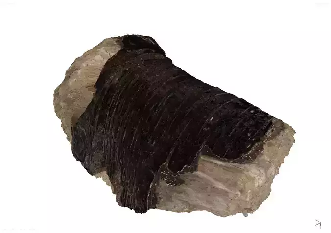 Driftwood 1 Low-poly 3D model
