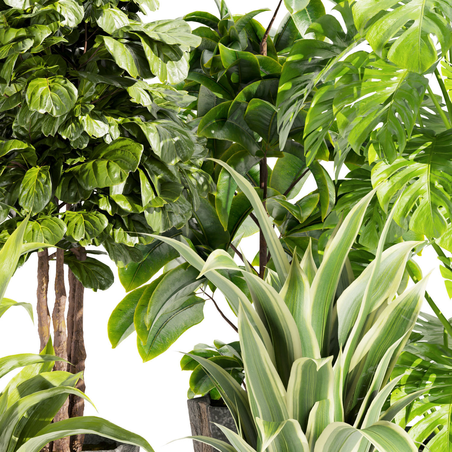 Collection plant vol 441 - fiddle - banana - rubber - monstera 3D model_2