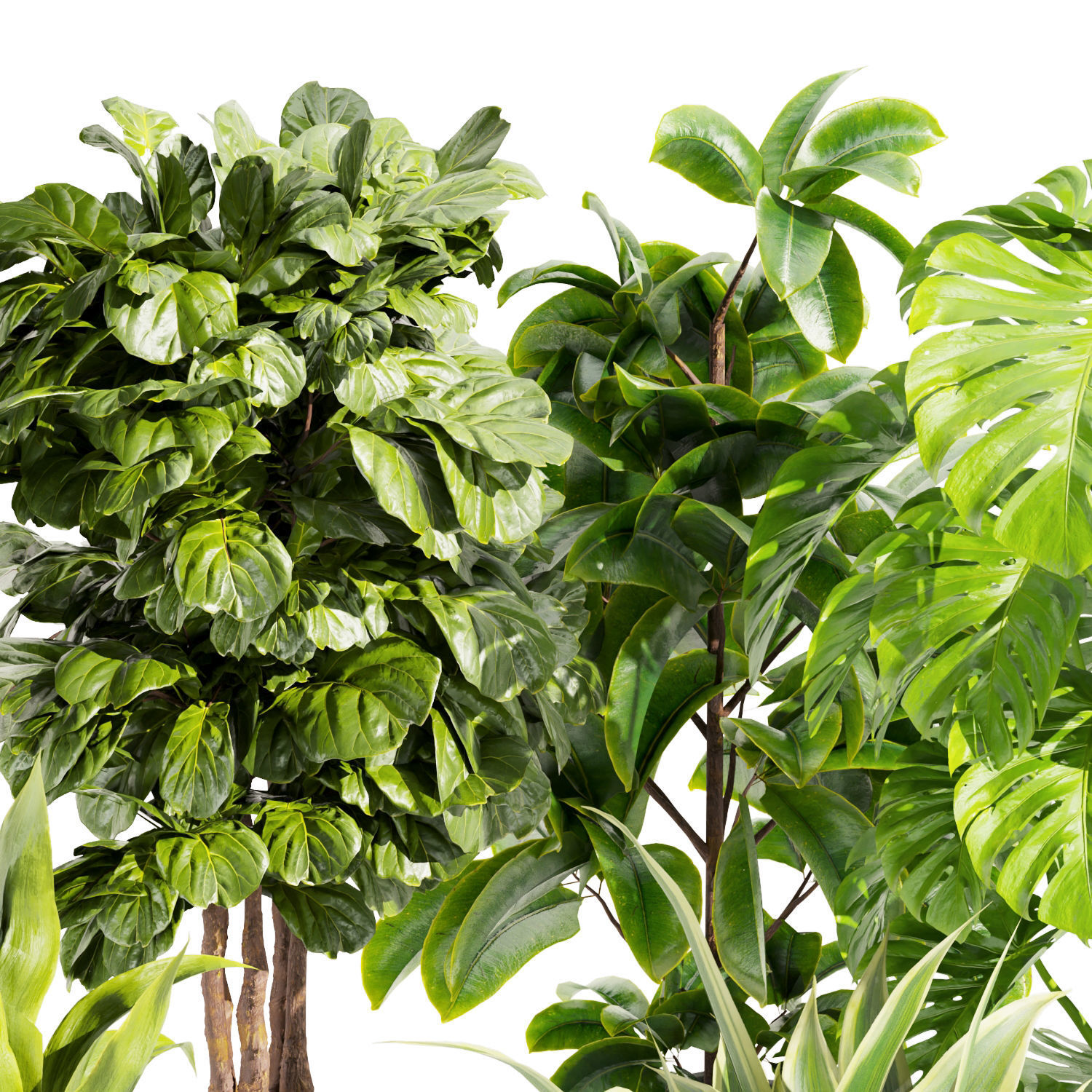 Collection plant vol 441 - fiddle - banana - rubber - monstera 3D model_3
