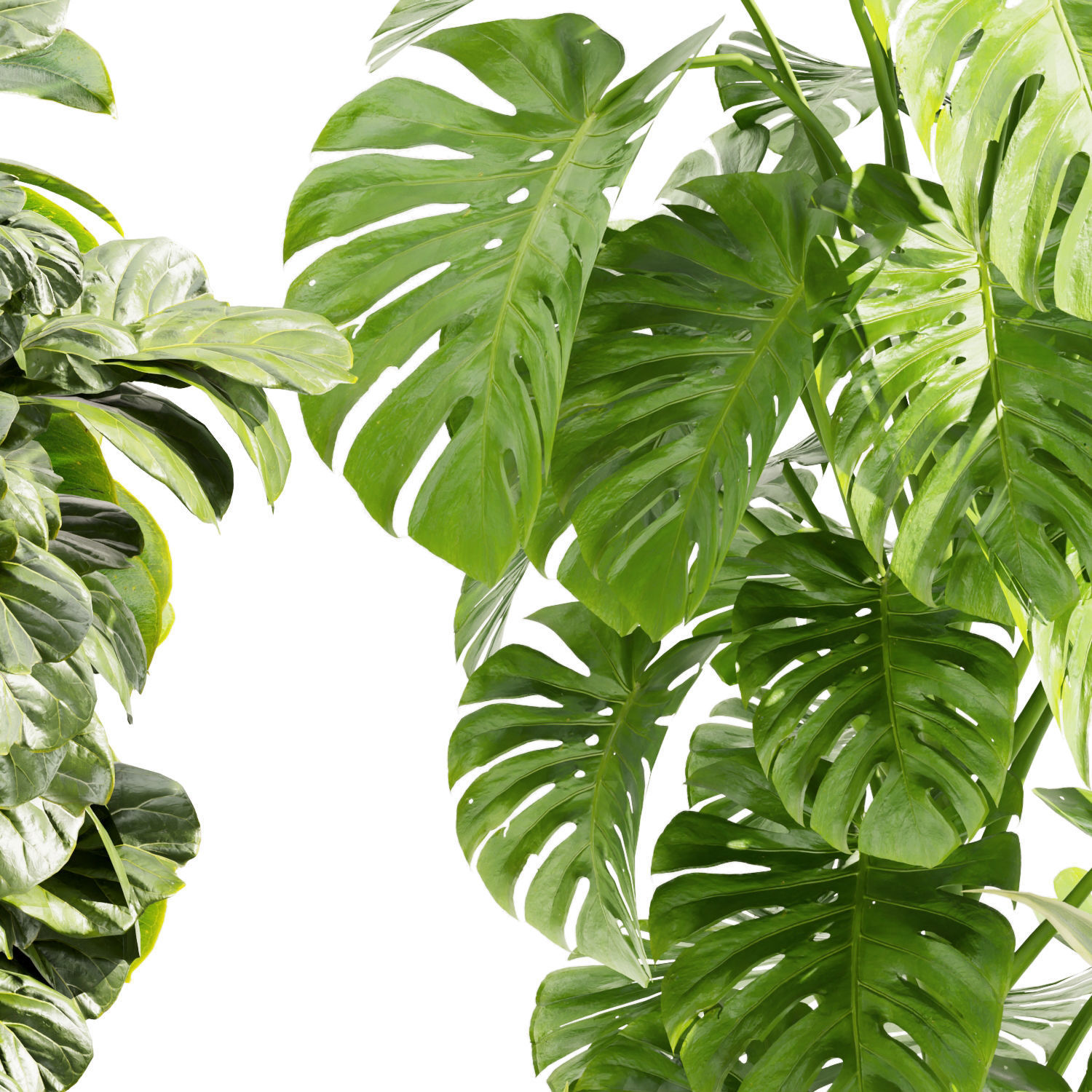 Collection plant vol 441 - fiddle - banana - rubber - monstera 3D model_1