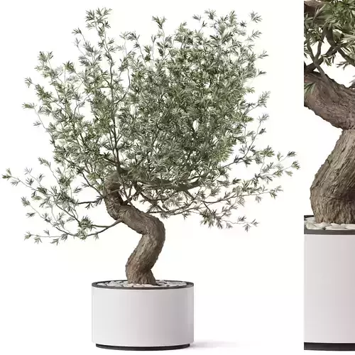 Plants collection 884