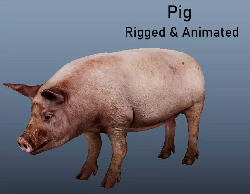 Pig Animated VFX Grace Low-poly 3D model_0