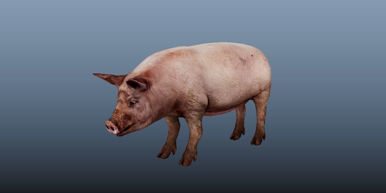 Pig Animated VFX Grace Low-poly 3D model_4