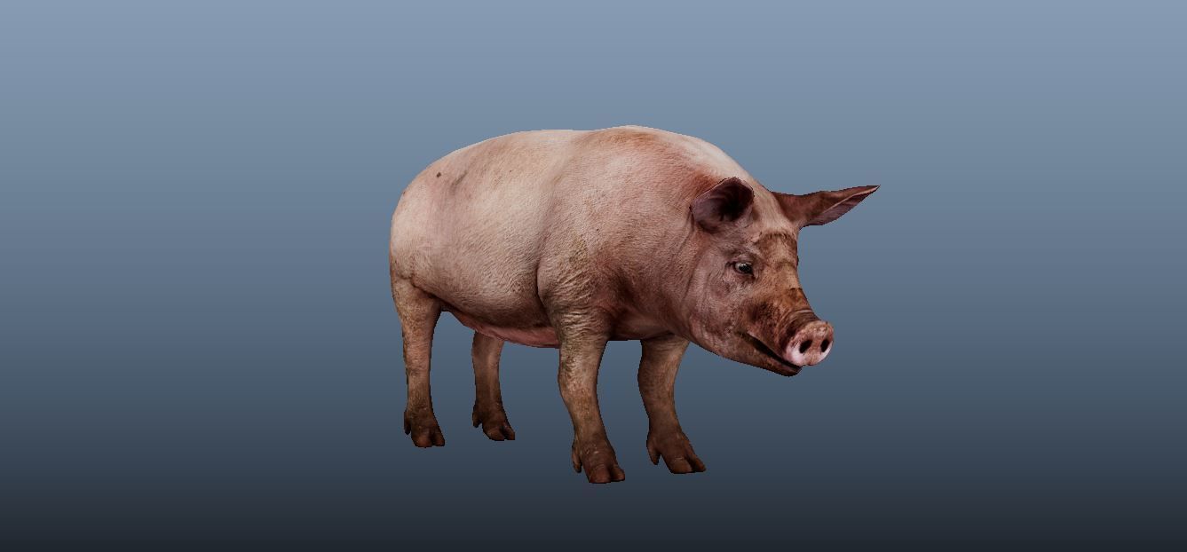 Pig Animated VFX Grace Low-poly 3D model_6