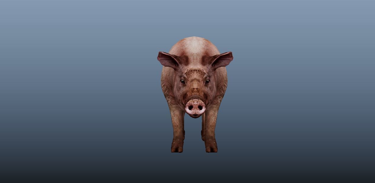 Pig Animated VFX Grace Low-poly 3D model_5