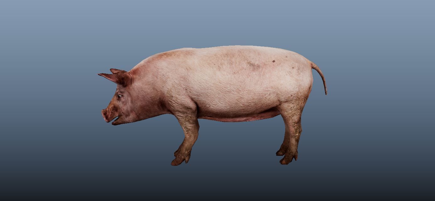 Pig Animated VFX Grace Low-poly 3D model_3