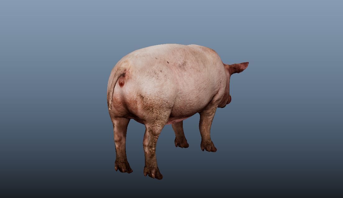 Pig Animated VFX Grace Low-poly 3D model_7
