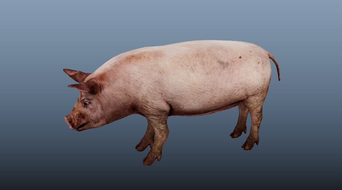 Pig Animated VFX Grace Low-poly 3D model_8