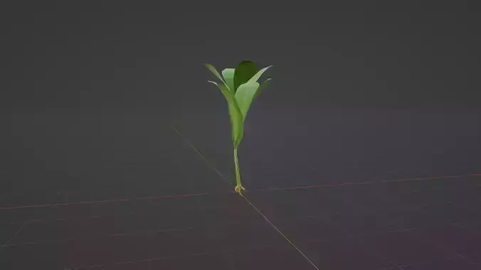 Turmeric Plant- Manjal kothu