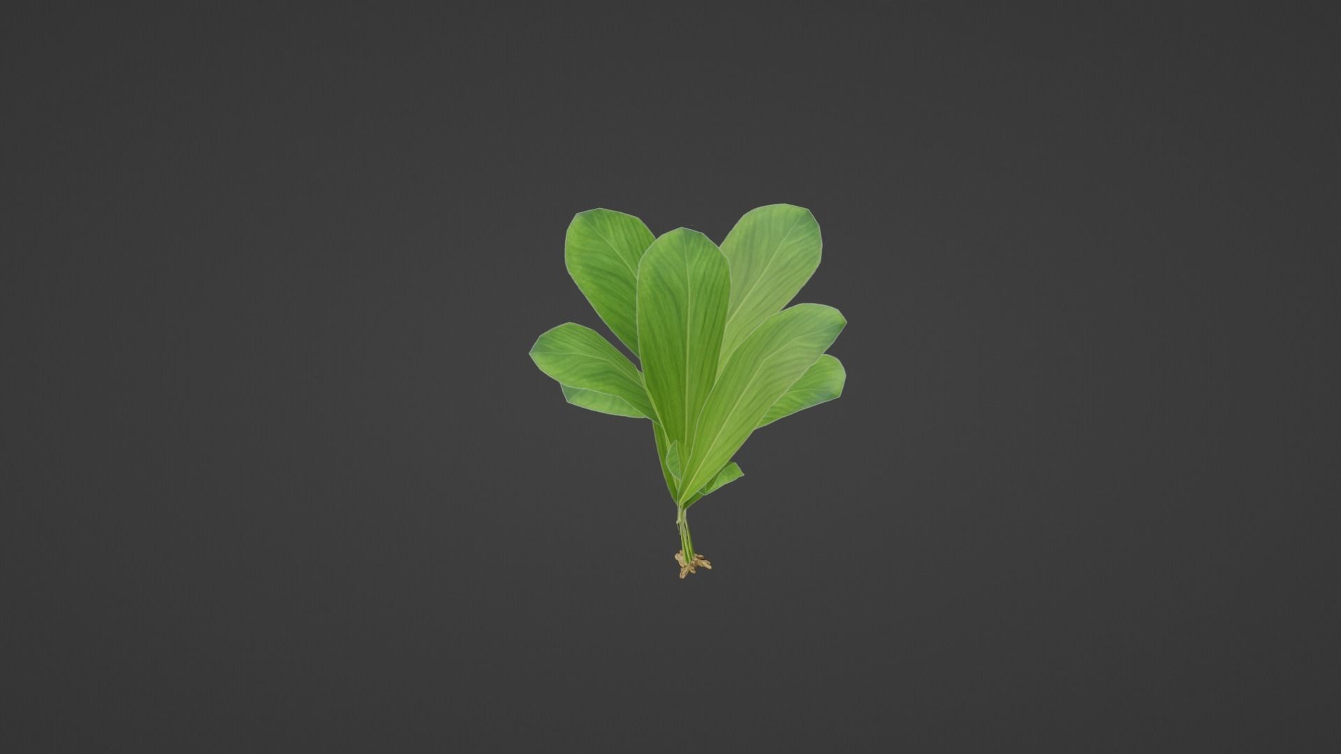 Turmeric Plant- Manjal kothu Free low-poly 3D model_3