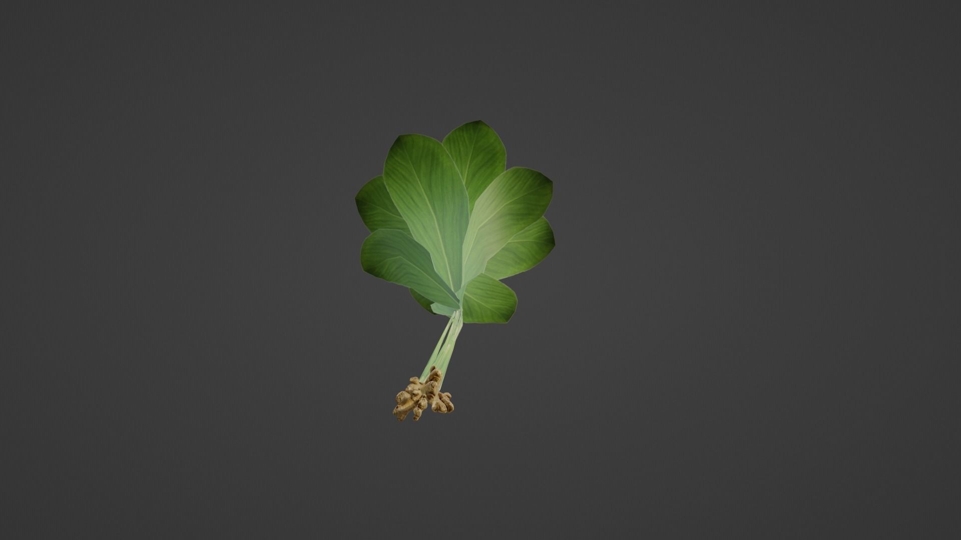 Turmeric Plant- Manjal kothu Free low-poly 3D model_2