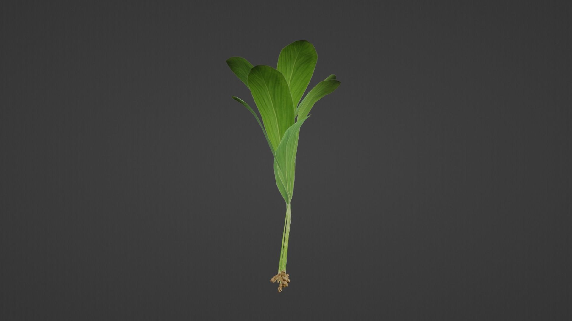 Turmeric Plant- Manjal kothu Free low-poly 3D model_1