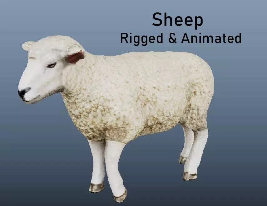 Sheep Animated VFX Grace Low-poly 3D model_0
