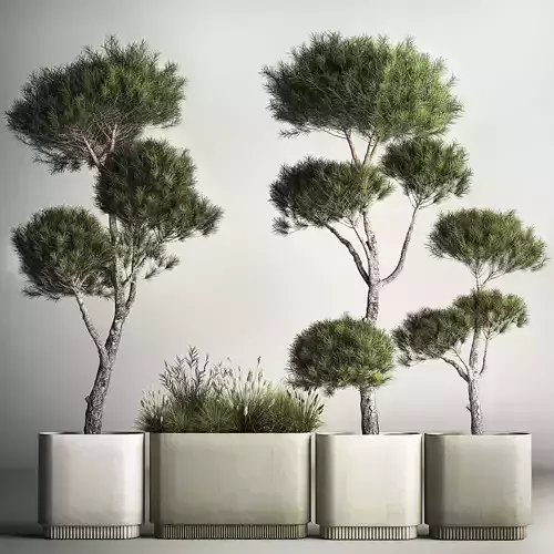 Decorative Pine Topiary In A Garden Flowerpot 1177 3D model