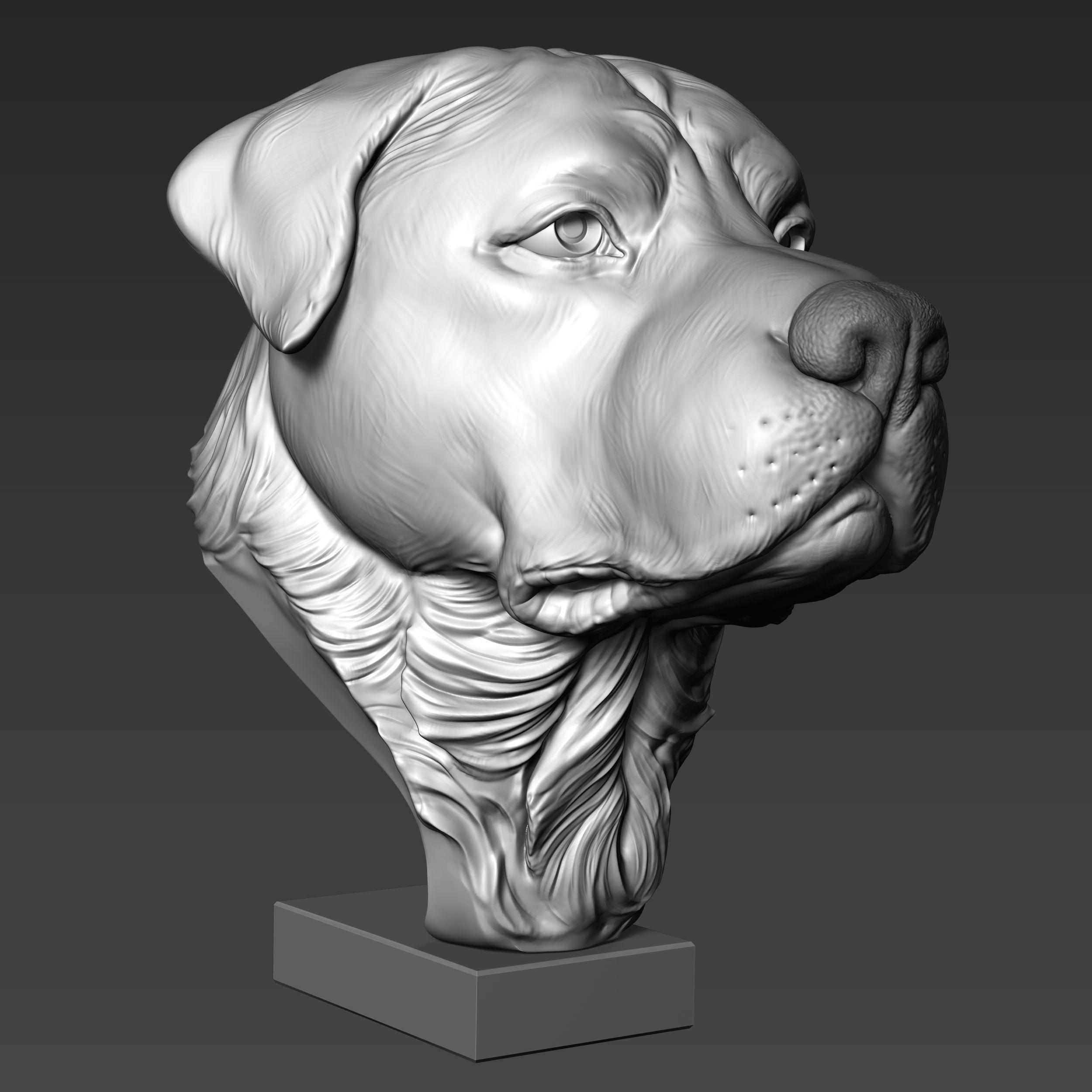 Rottweiler Head Sculpture 3D print model_7