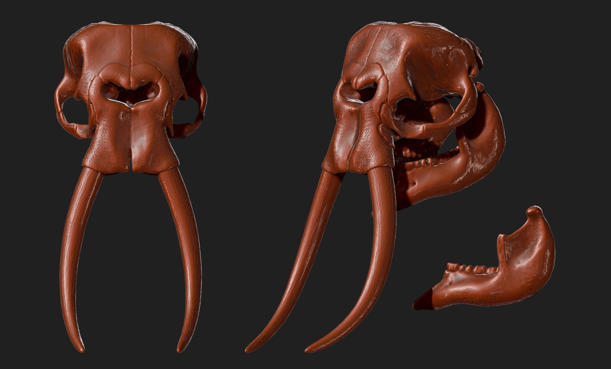 African Elephant Skull - Loxodonta Africana - CNC and 3D print model_15