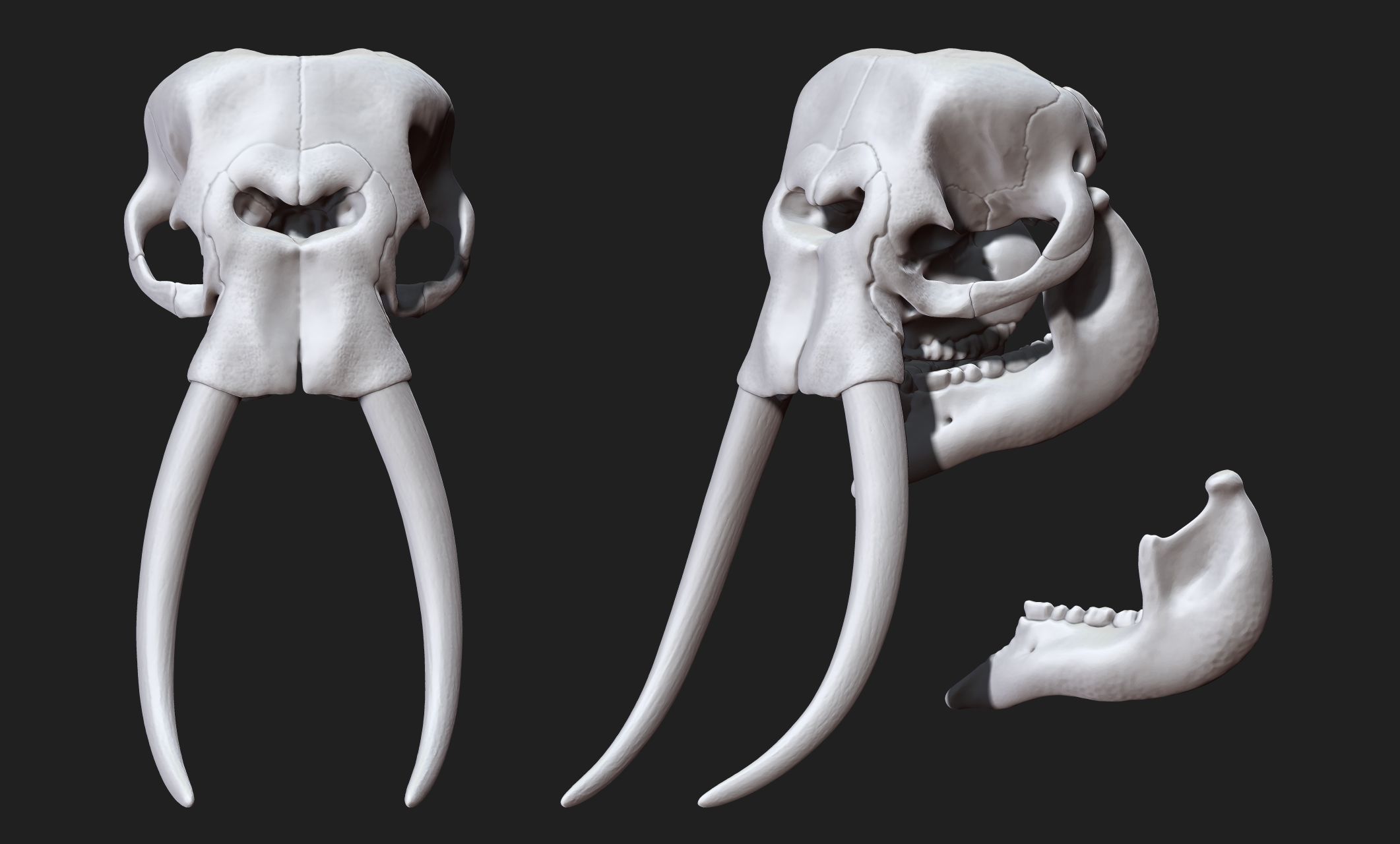 African Elephant Skull - Loxodonta Africana - CNC and 3D print model_17