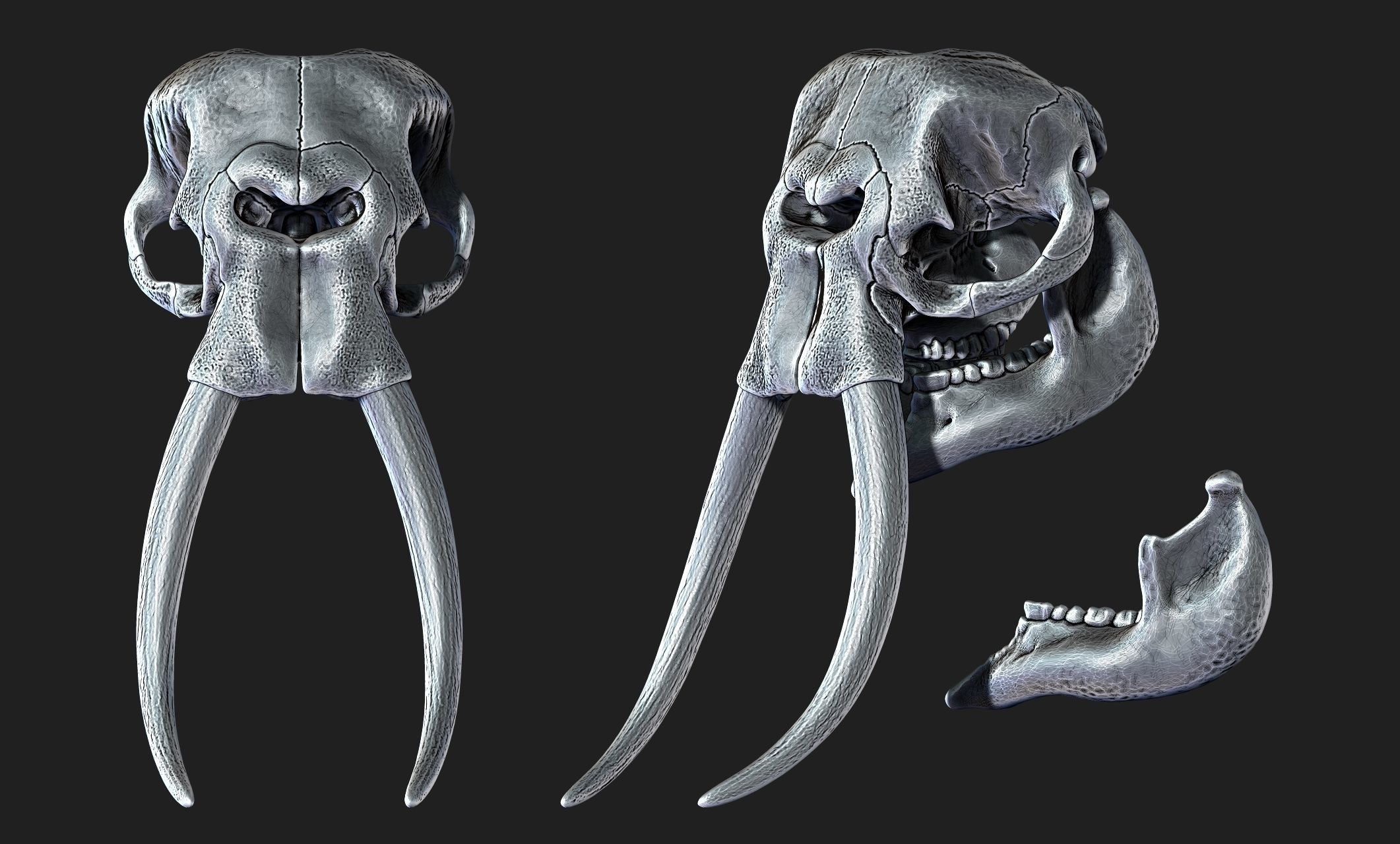 African Elephant Skull - Loxodonta Africana - CNC and 3D print model_9