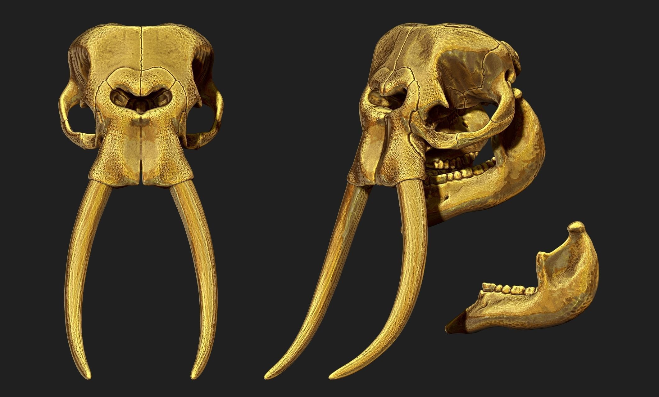 African Elephant Skull - Loxodonta Africana - CNC and 3D print model_11