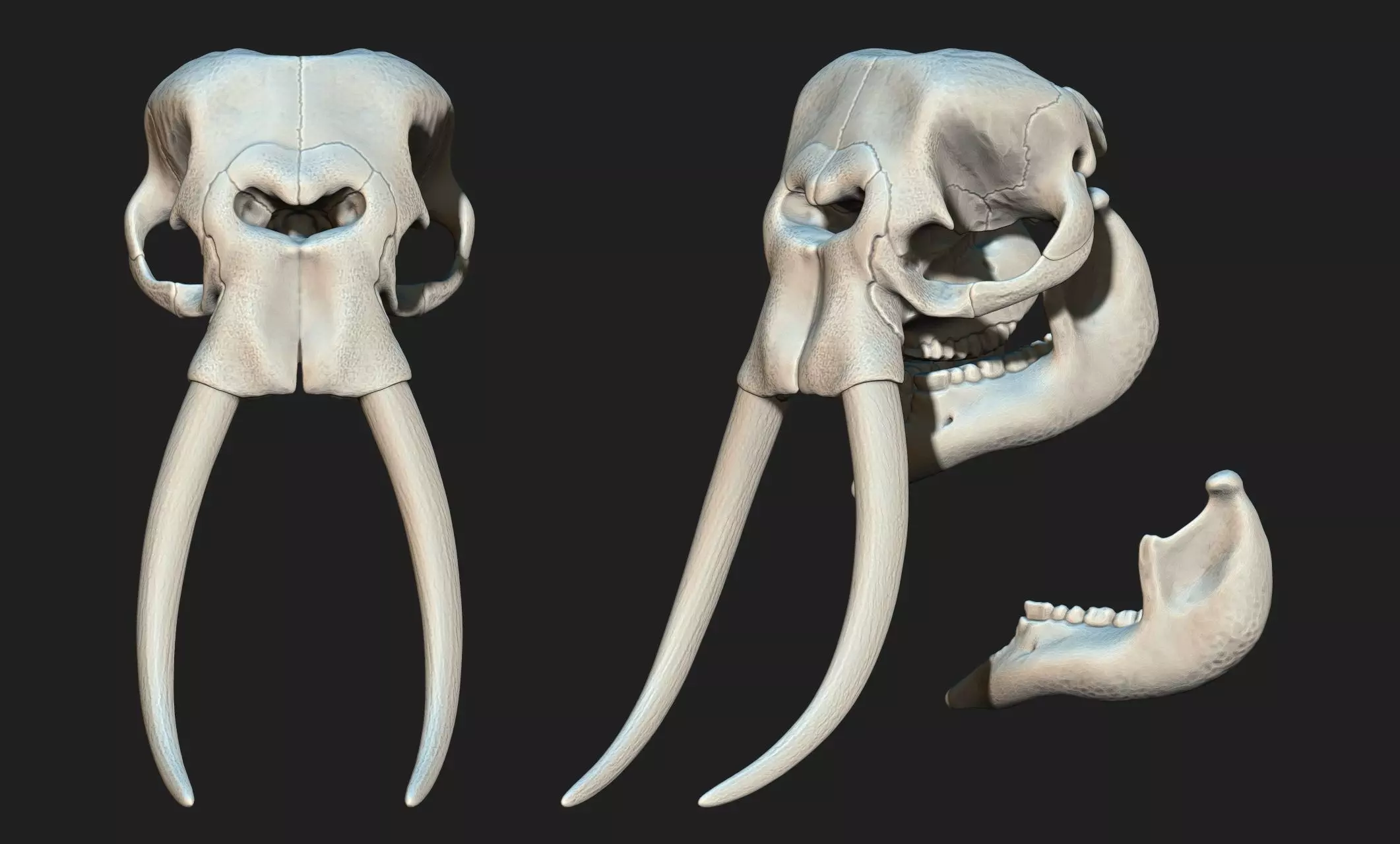 African Elephant Skull - Loxodonta Africana - CNC and 3D print model_0