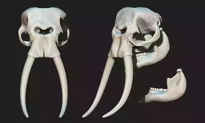 African Elephant Skull - Loxodonta Africana - CNC and 3D print model