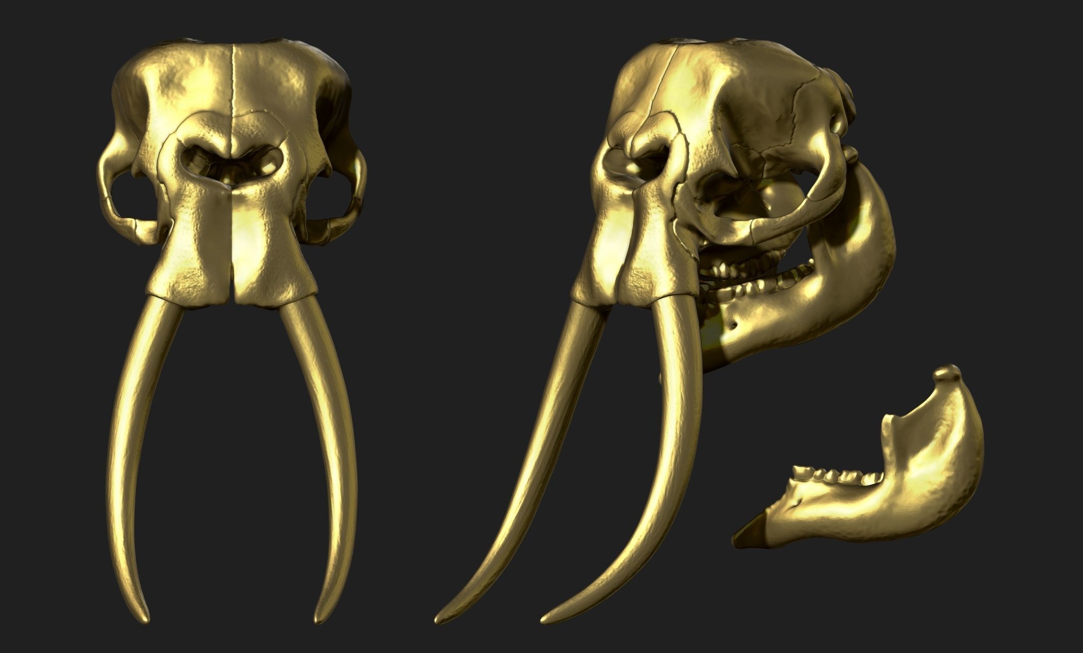 African Elephant Skull - Loxodonta Africana - CNC and 3D print model_19