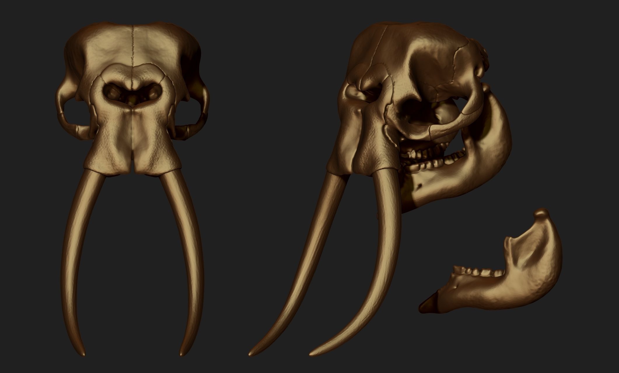 African Elephant Skull - Loxodonta Africana - CNC and 3D print model_16