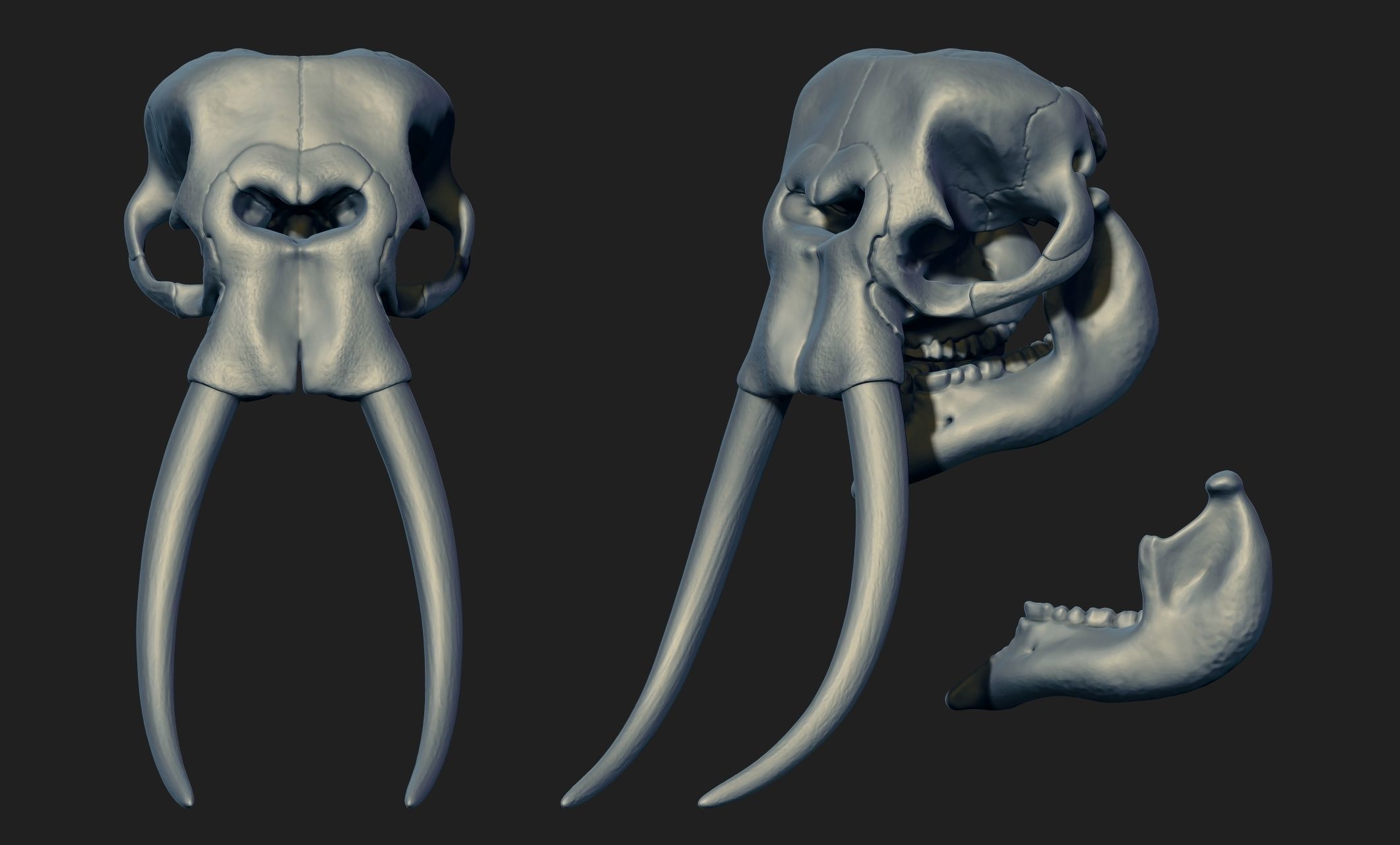 African Elephant Skull - Loxodonta Africana - CNC and 3D print model_18
