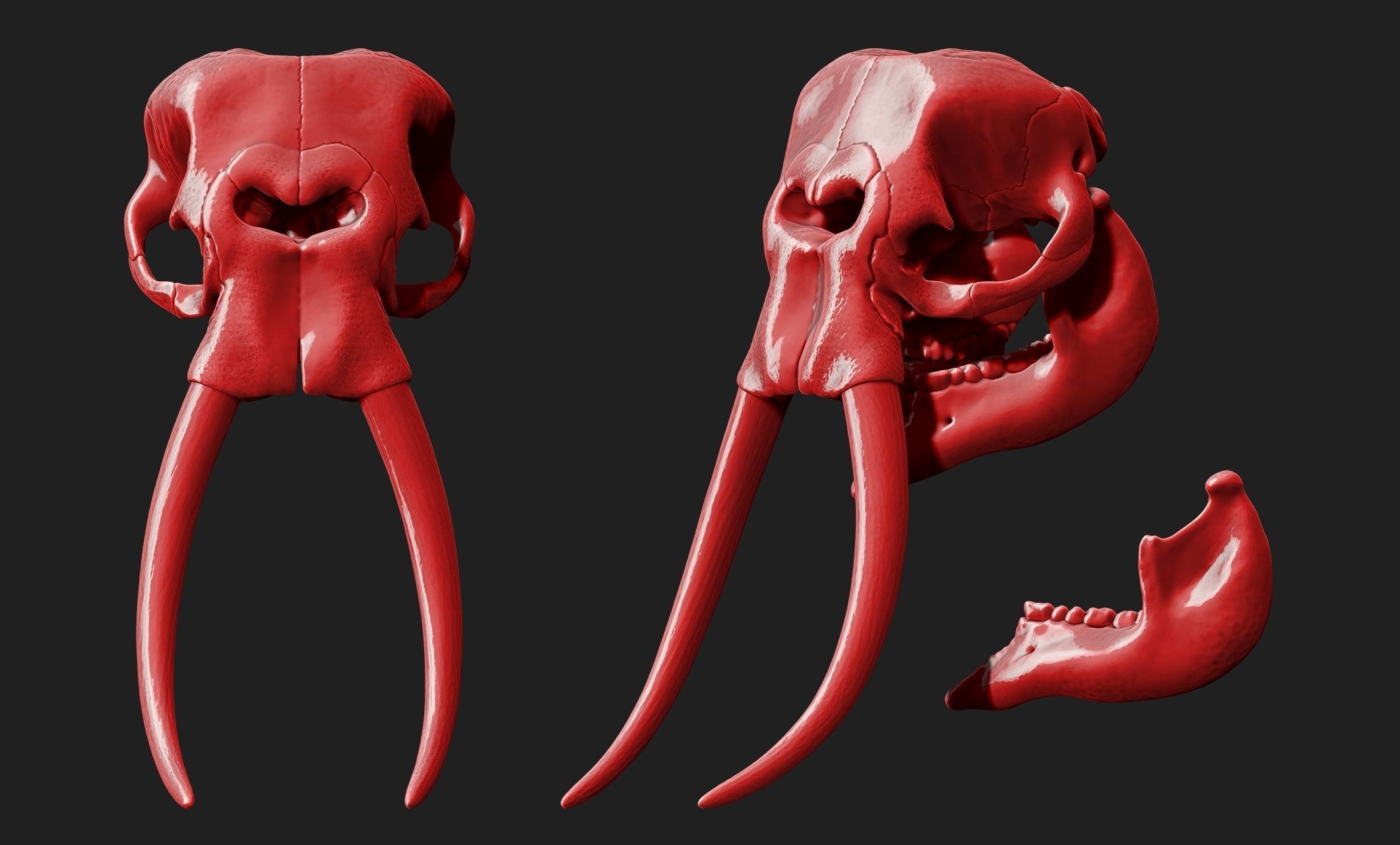 African Elephant Skull - Loxodonta Africana - CNC and 3D print model_6