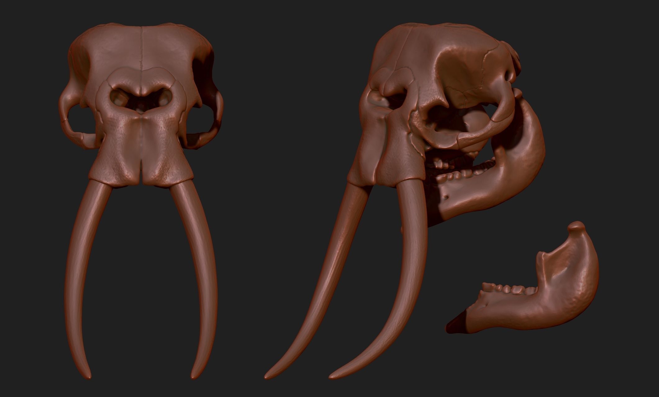 African Elephant Skull - Loxodonta Africana - CNC and 3D print model_8