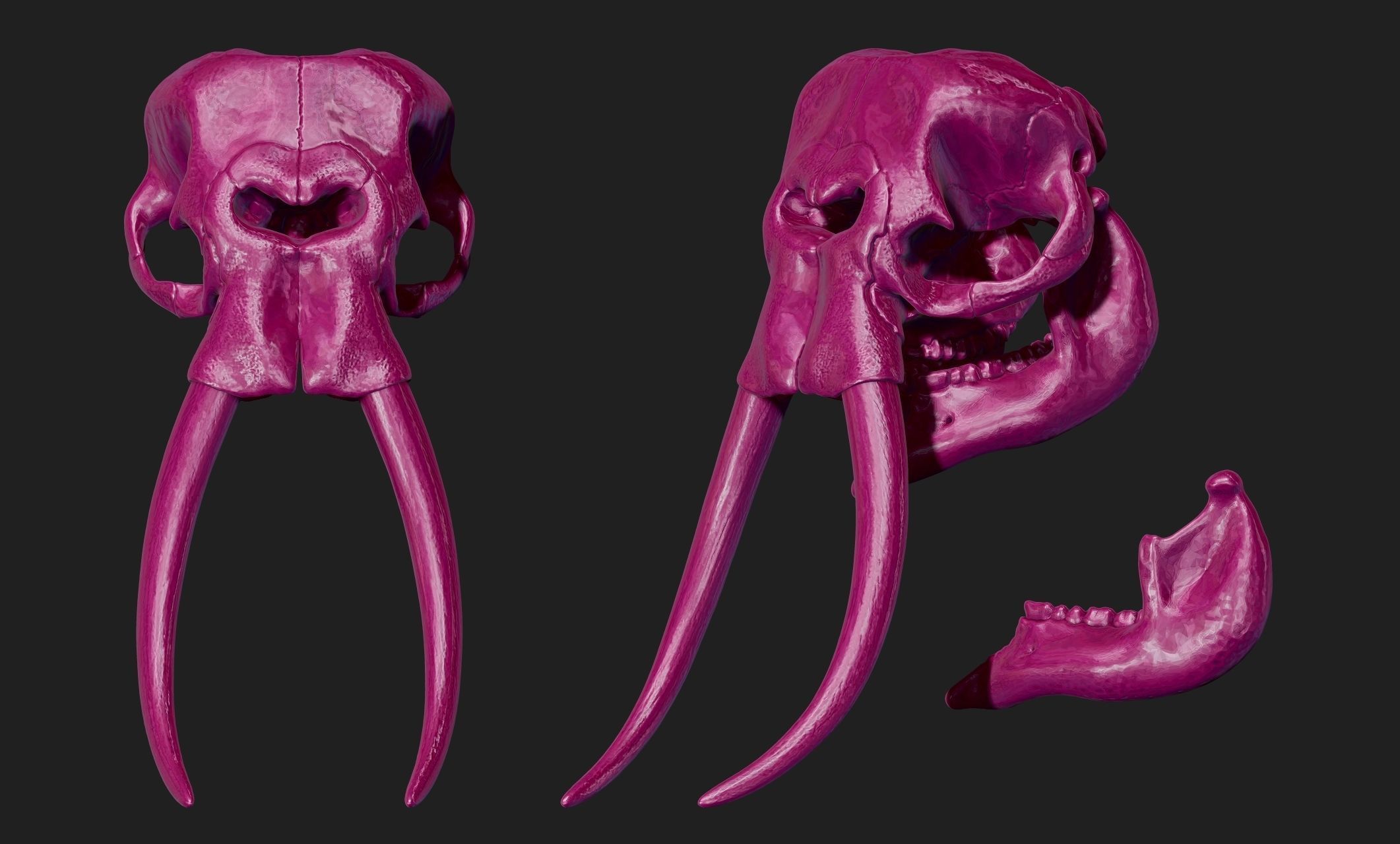 African Elephant Skull - Loxodonta Africana - CNC and 3D print model_21