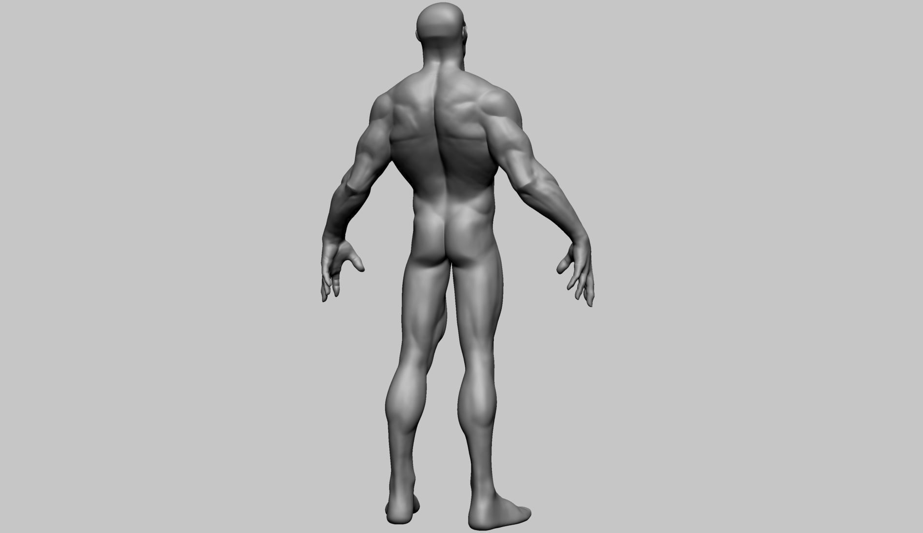 Stylized Male Anatomy A 3D model_2