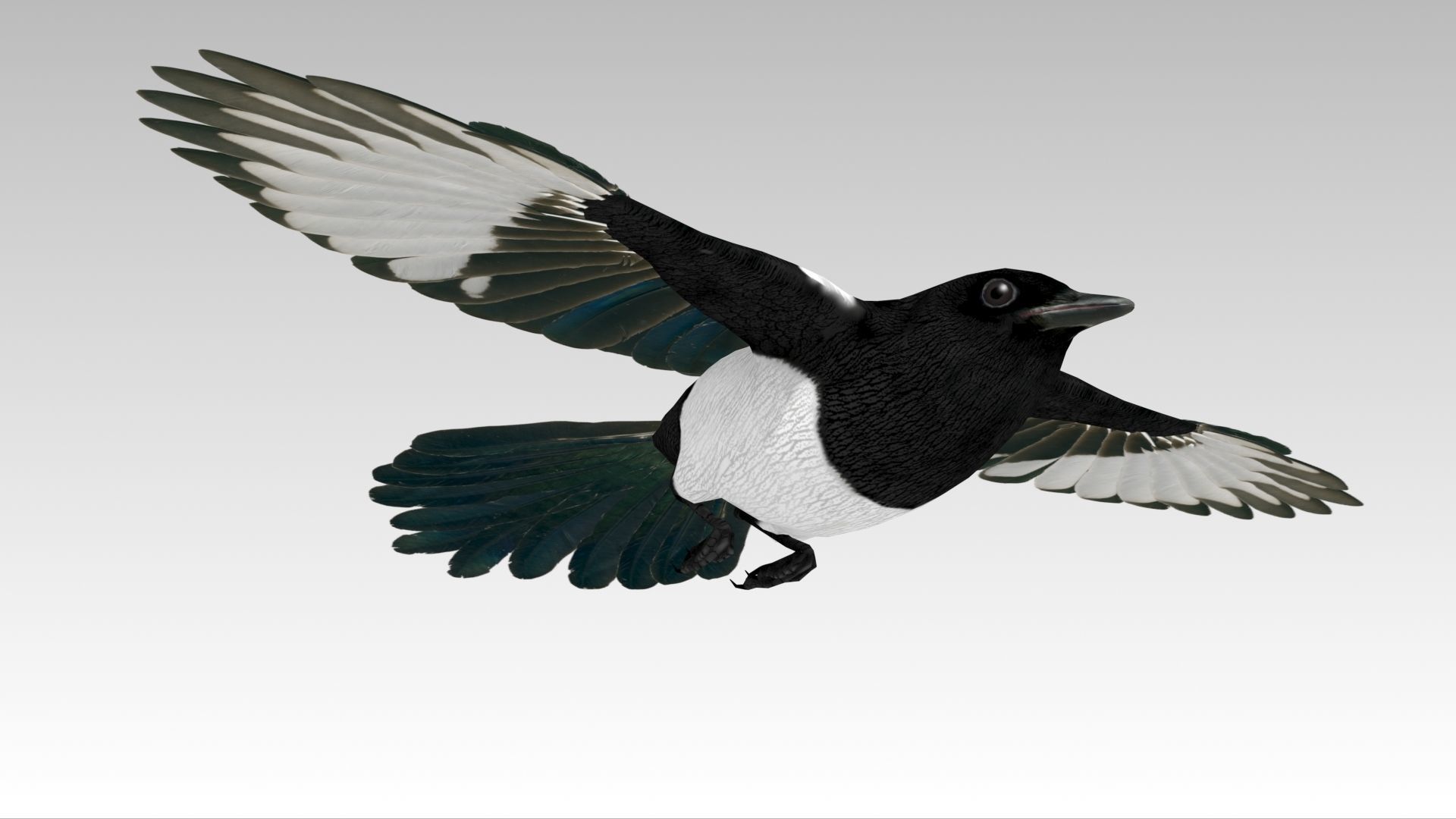 Magpie Low-poly 3D model_9