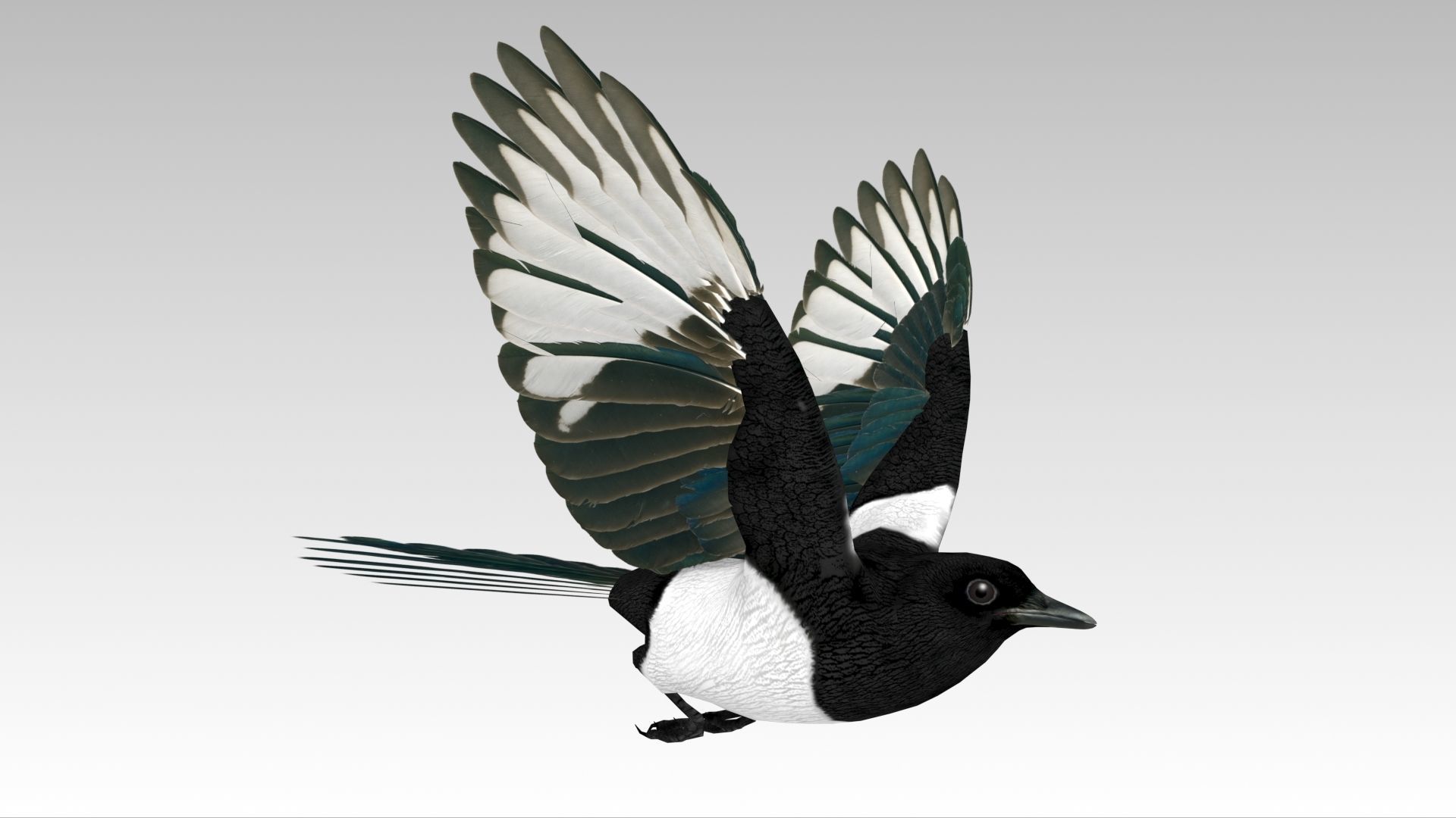 Magpie Low-poly 3D model_5