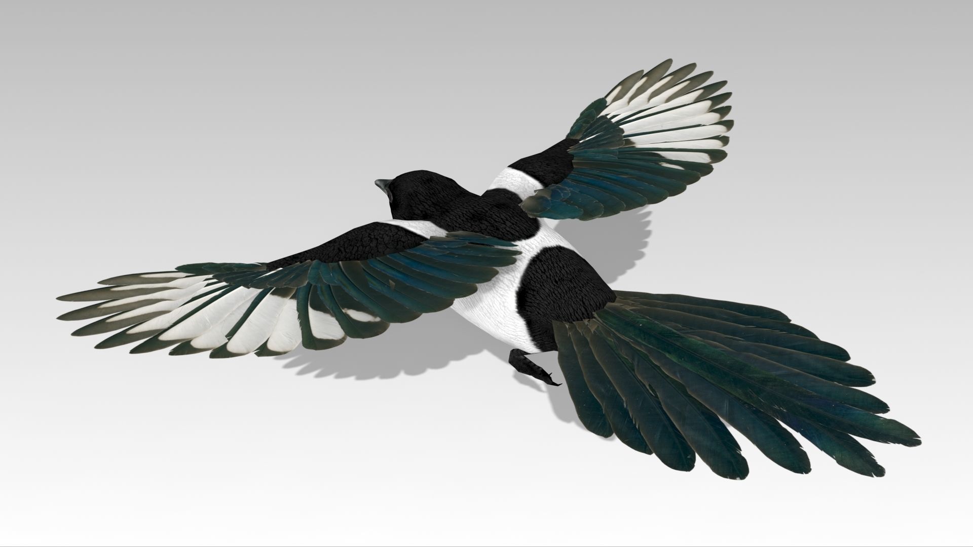 Magpie Low-poly 3D model_6