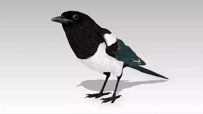 Magpie Low-poly 3D model