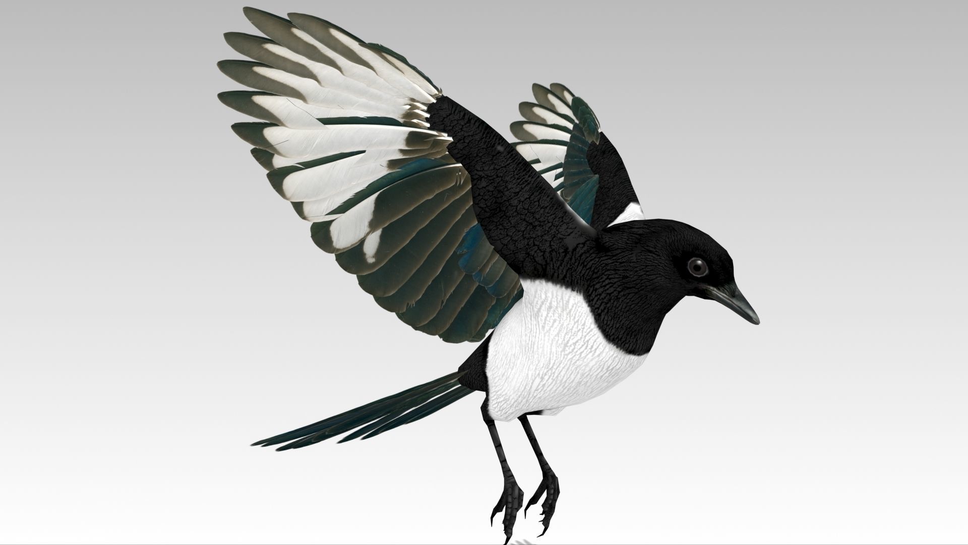 Magpie Low-poly 3D model_12