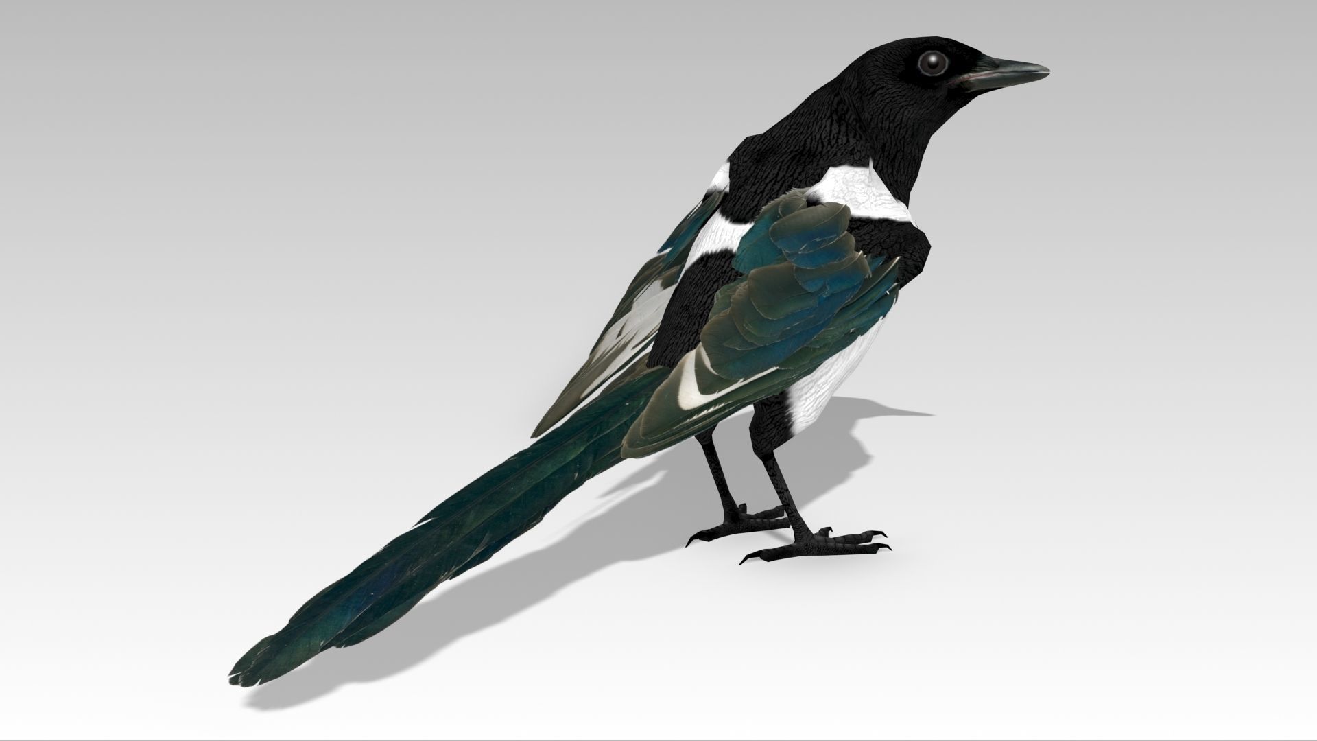 Magpie Low-poly 3D model_2