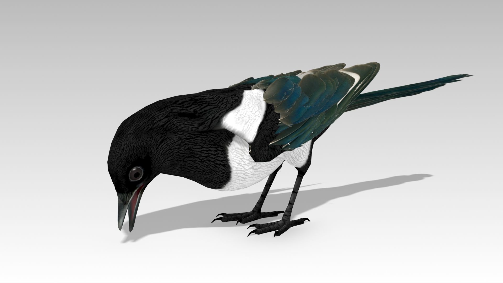 Magpie Low-poly 3D model_8